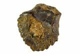 Fossil Pachycephalosaur Tooth - Montana #108154-1